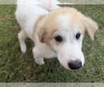 Small #7 Great Pyrenees Mix