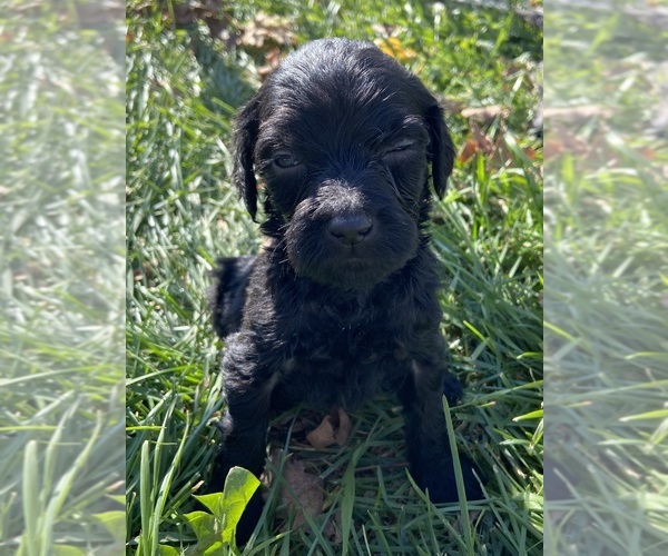 Medium Photo #11 Goldendoodle Puppy For Sale in LUCK, WI, USA