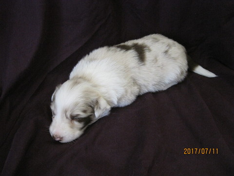 Medium Photo #1 Border Collie Puppy For Sale in LOCKE, NY, USA