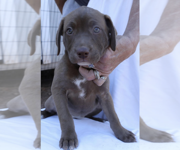 Medium Photo #1 Labrador Retriever-Unknown Mix Puppy For Sale in Decatur, GA, USA