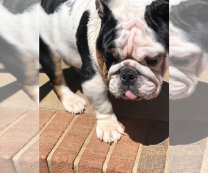 Bulldog Puppy for sale in CLEVELAND, NC, USA