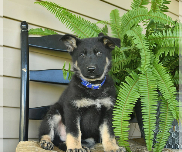 Medium Photo #16 German Shepherd Dog Puppy For Sale in DAVENPORT, FL, USA
