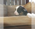 Small Photo #11 Australian Shepherd Puppy For Sale in RUSSELL, IA, USA