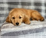 Small Photo #10 Golden Retriever Puppy For Sale in LAKELAND, FL, USA