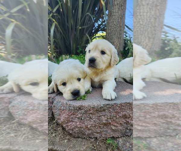 Medium Photo #6 Golden Retriever Puppy For Sale in ELVERTA, CA, USA