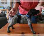 Small Photo #18 German Shorthaired Pointer Puppy For Sale in BEULAVILLE, NC, USA