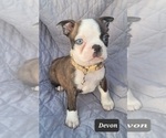 Small Photo #2 Boston Terrier Puppy For Sale in POMEROY, OH, USA