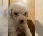 Image preview for Ad Listing. Nickname: Angel