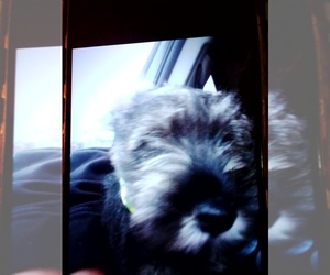 Schnauzer (Miniature) Puppy for sale in CUDAHY, WI, USA
