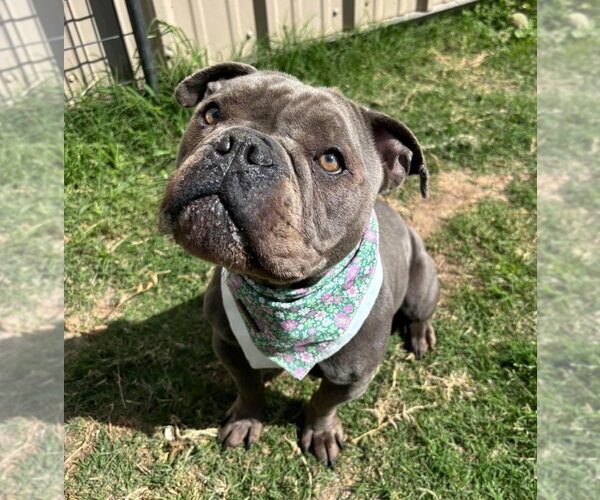 Medium Photo #4 American Staffordshire Terrier-Bulldog Mix Puppy For Sale in Lakewood, CO, USA