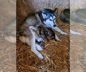 Akita-Alaskan Husky Mix Dog for Adoption in CLAYPOOL, Indiana USA