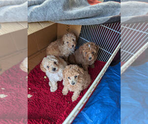 Poodle (Miniature)-Poodle (Toy) Mix Puppy for sale in STAR, NC, USA