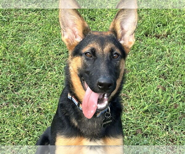 Medium Photo #2 German Shepherd Dog Puppy For Sale in La Grange , NC, USA