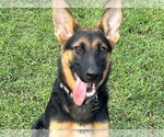 Small #1 German Shepherd Dog