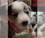 Puppy Wolfe Australian Shepherd