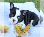 Small Photo #4 Faux Frenchbo Bulldog Puppy For Sale in EAST EARL, PA, USA