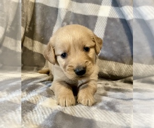 Golden Retriever Puppy for sale in RIGA, MI, USA