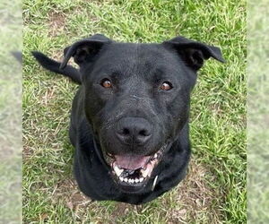 Chow Chow-Labrador Retriever Mix Dogs for adoption in Candler, NC, USA