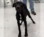 Small #1 Labrador Retriever Mix