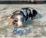 Puppy Boy 1 Australian Shepherd