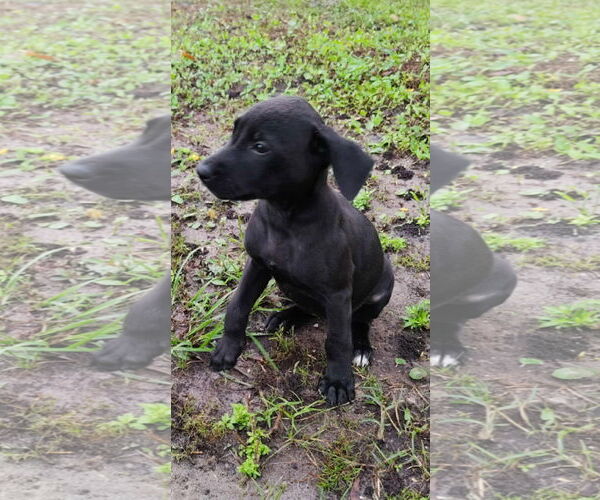 Medium Photo #3 Labrador Retriever-Unknown Mix Puppy For Sale in Sanford, FL, USA