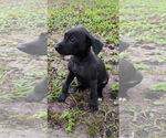 Small #2 Labrador Retriever Mix