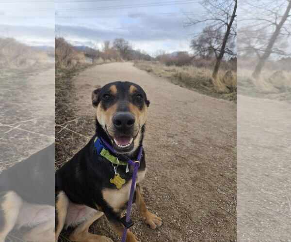 Medium Photo #5 Rottweiler-Unknown Mix Puppy For Sale in Sandy, UT, USA