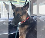 Small #8 German Shepherd Dog