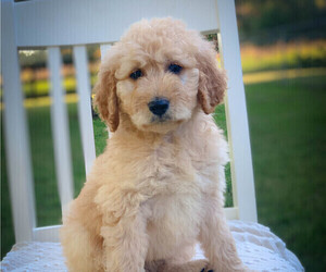 Goldendoodle Puppy for sale in FREDONIA, KY, USA