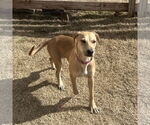 Small #7 Labrador Retriever Mix