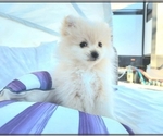 Small Photo #2 Pomeranian Puppy For Sale in PARKER, AZ, USA