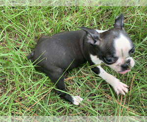 Boston Terrier Puppy for sale in PINK HILL, NC, USA