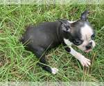 Small Boston Terrier