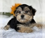 Small #1 Morkie