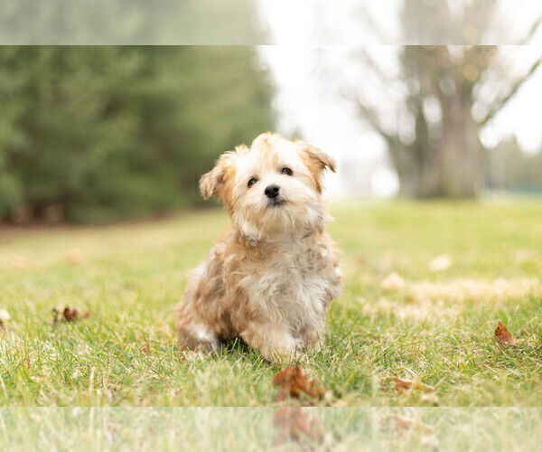 Medium Photo #3 Morkie Puppy For Sale in NAPPANEE, IN, USA
