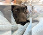 Small #1 Labrador Retriever Mix