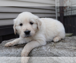 English Cream Golden Retriever Puppy for sale in SHILOH, OH, USA