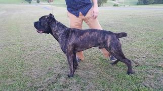 Father of the Cane Corso puppies born on 07/05/2016
