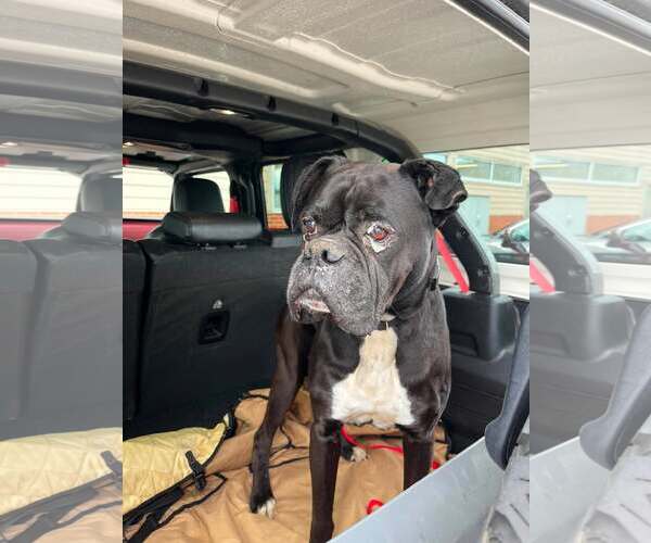 Medium Photo #5 Boxer Puppy For Sale in Burnsville, MN, USA