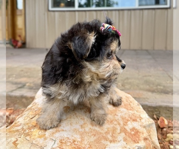 Medium Photo #10 Morkie Puppy For Sale in CASSVILLE, MO, USA