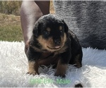 Small Photo #16 Rottweiler Puppy For Sale in FORT WORTH, TX, USA