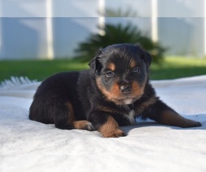 Miniature Australian Shepherd Puppy for sale in PALM COAST, FL, USA