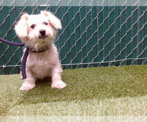 Chihuahua-Poodle (Toy) Mix Dogs for adoption in Downey, CA, USA
