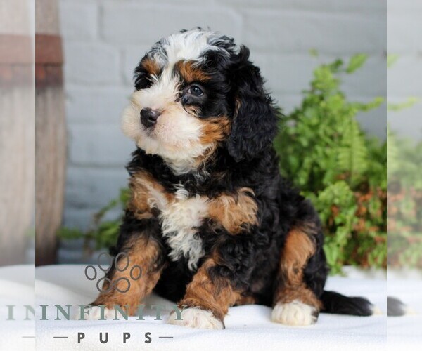 Medium Photo #4 Bernedoodle (Miniature) Puppy For Sale in LITITZ, PA, USA