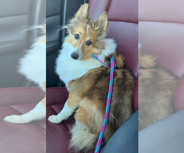 Medium Photo #4 Mutt Puppy For Sale in Greenbelt, MD, USA