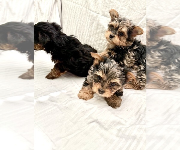 Medium Photo #1 Yorkshire Terrier Puppy For Sale in LITTLE RIVER, SC, USA