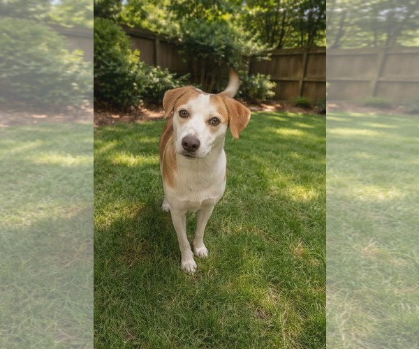 Medium Photo #3 Mutt Puppy For Sale in Woodbury, NY, USA