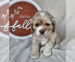 Small Photo #4 Cocker Spaniel Puppy For Sale in MIDDLEBURY, IN, USA