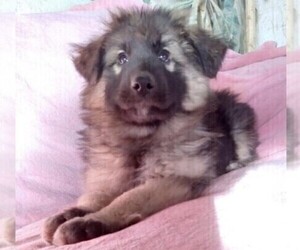 King Shepherd Puppy for sale in YUCCA VALLEY, CA, USA