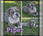 Image preview for Ad Listing. Nickname: Piper